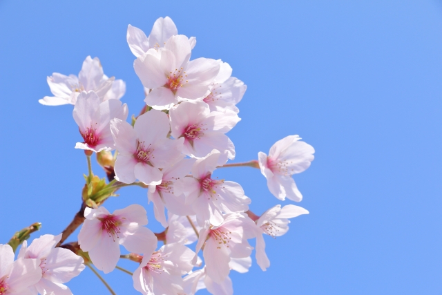 電話占いヴェルニ　桜花